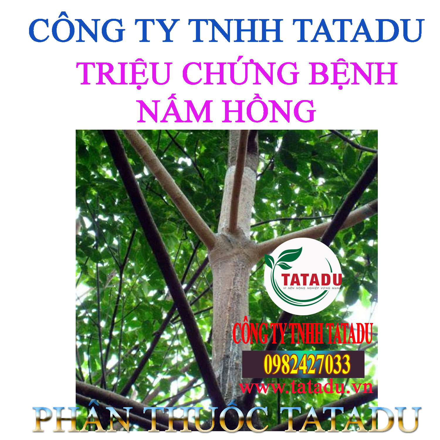 TRIEU CHUNG BENH NAM HONG