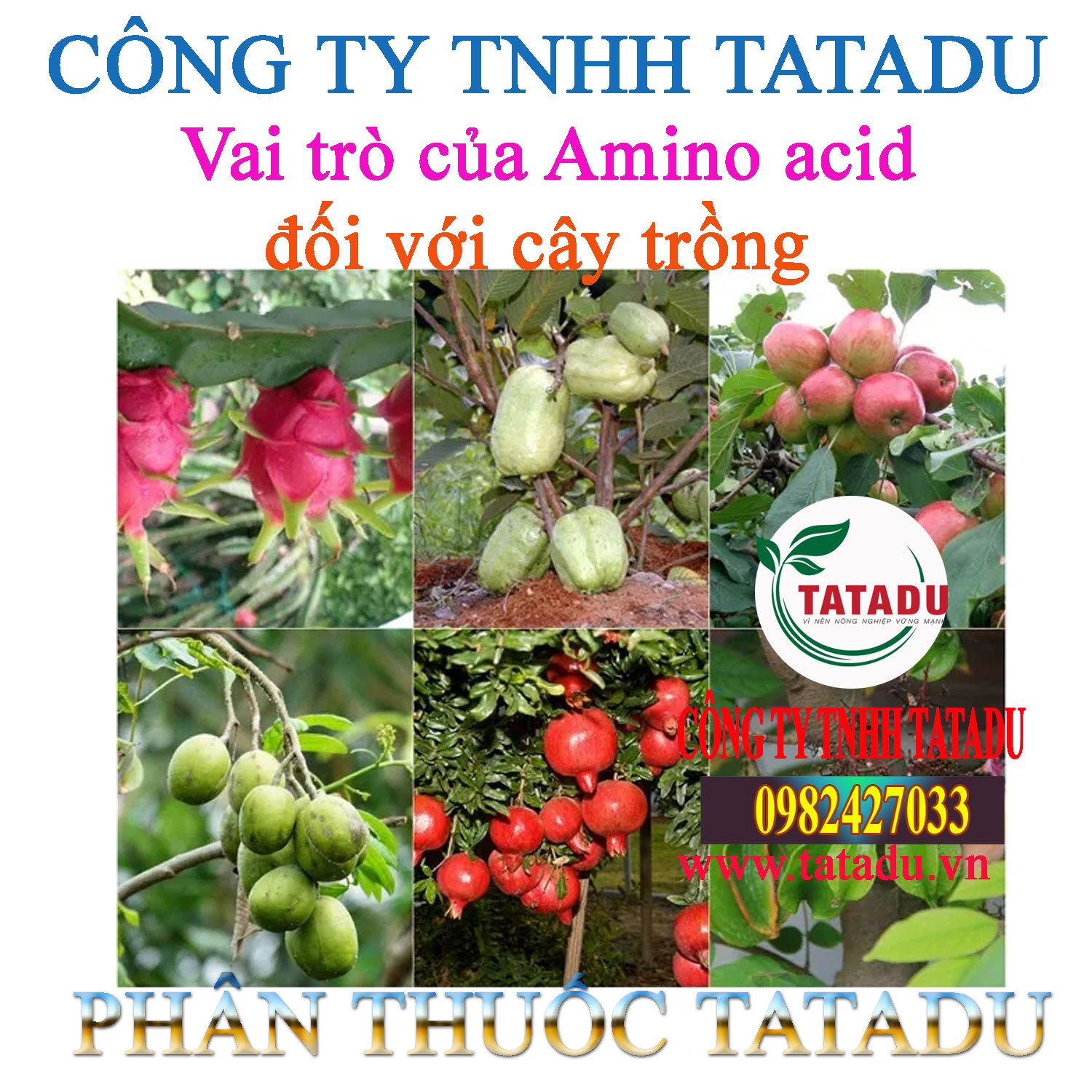 Vai tro cua Amino acid doi voi cay trong