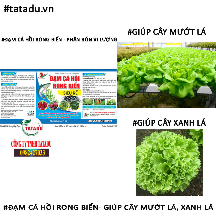 DAM CA HOI RONG BIEN MUOT LA
