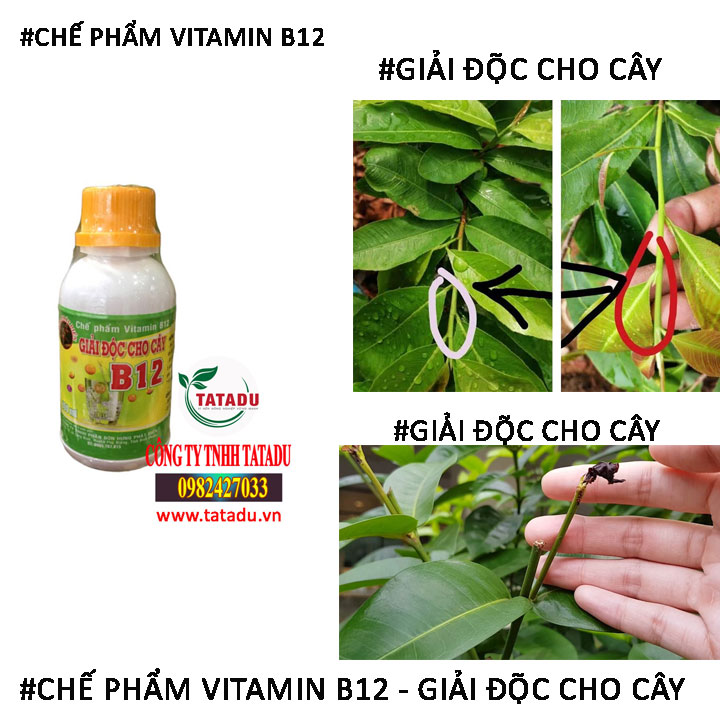 VITAMIN B12 GIAI DOC CHO CAY