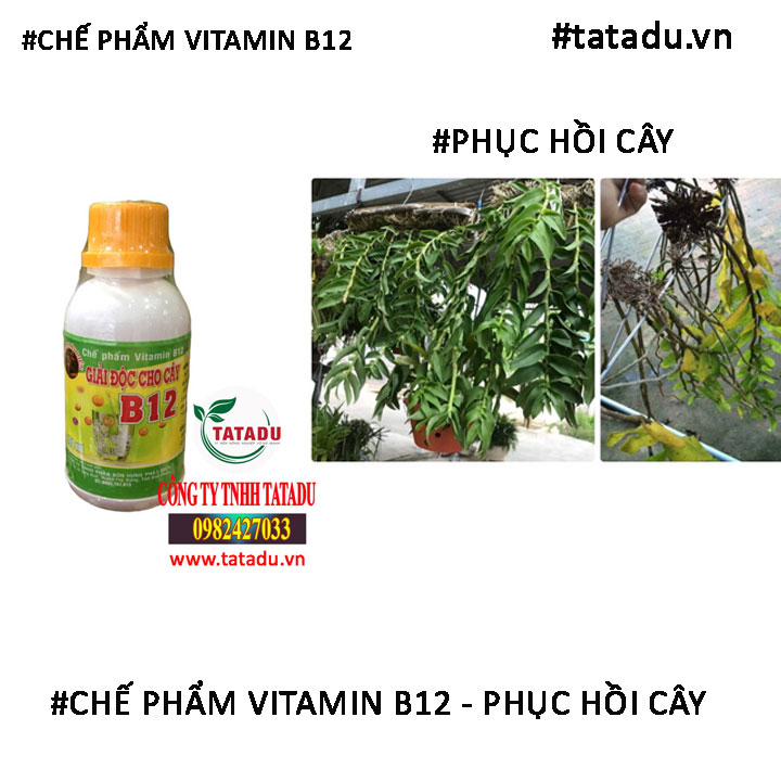 VITAMIN B12 PHUC HOI CAY