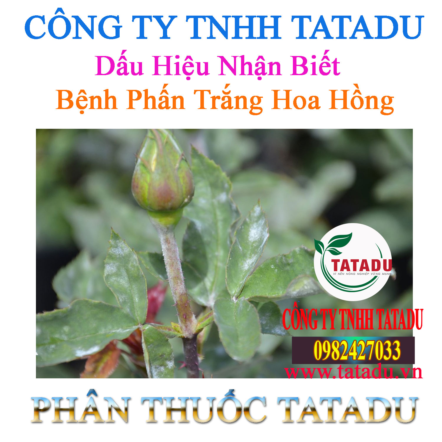 Dau Hieu Nhan Biet Benh Phan Trang Hoa Hong