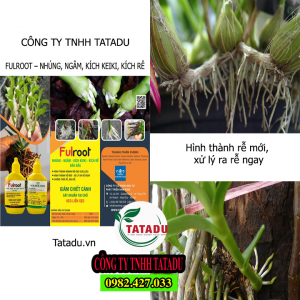 FULROOT VANG TATADU FULROOT VANG TATADU