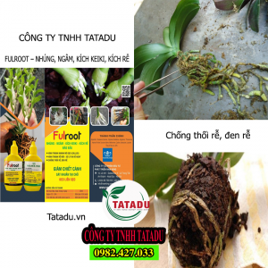 FULROOT VANG TATADU1 FULROOT VANG TATADU1