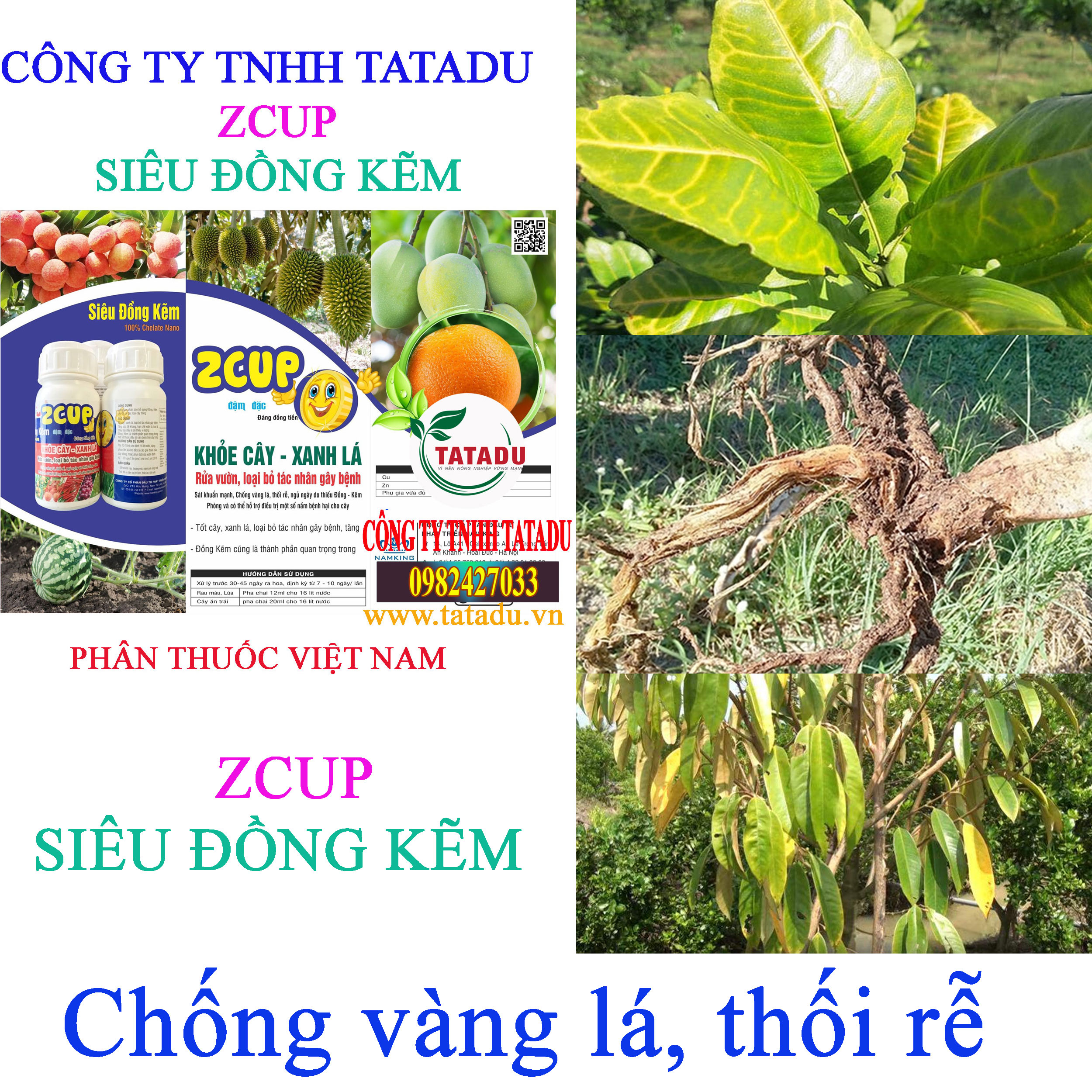 ZCUP vang la ZCUP vang la