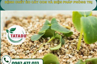 BỆNH CHẾT ẺO CÂY CON VÀ BIỆN PHÁP PHÒNG TRỊ