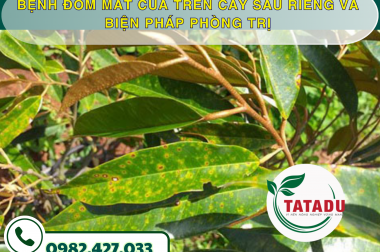 BỆNH ĐỐM MẮT CUA TRÊN CÂY SẦU RIÊNG VÀ BIỆN PHÁP PHÒNG TRỊ