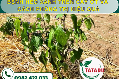 BỆNH HÉO XANH TRÊN CÂY ỚT VÀ CÁCH PHÒNG TRỊ HIỆU QUẢ