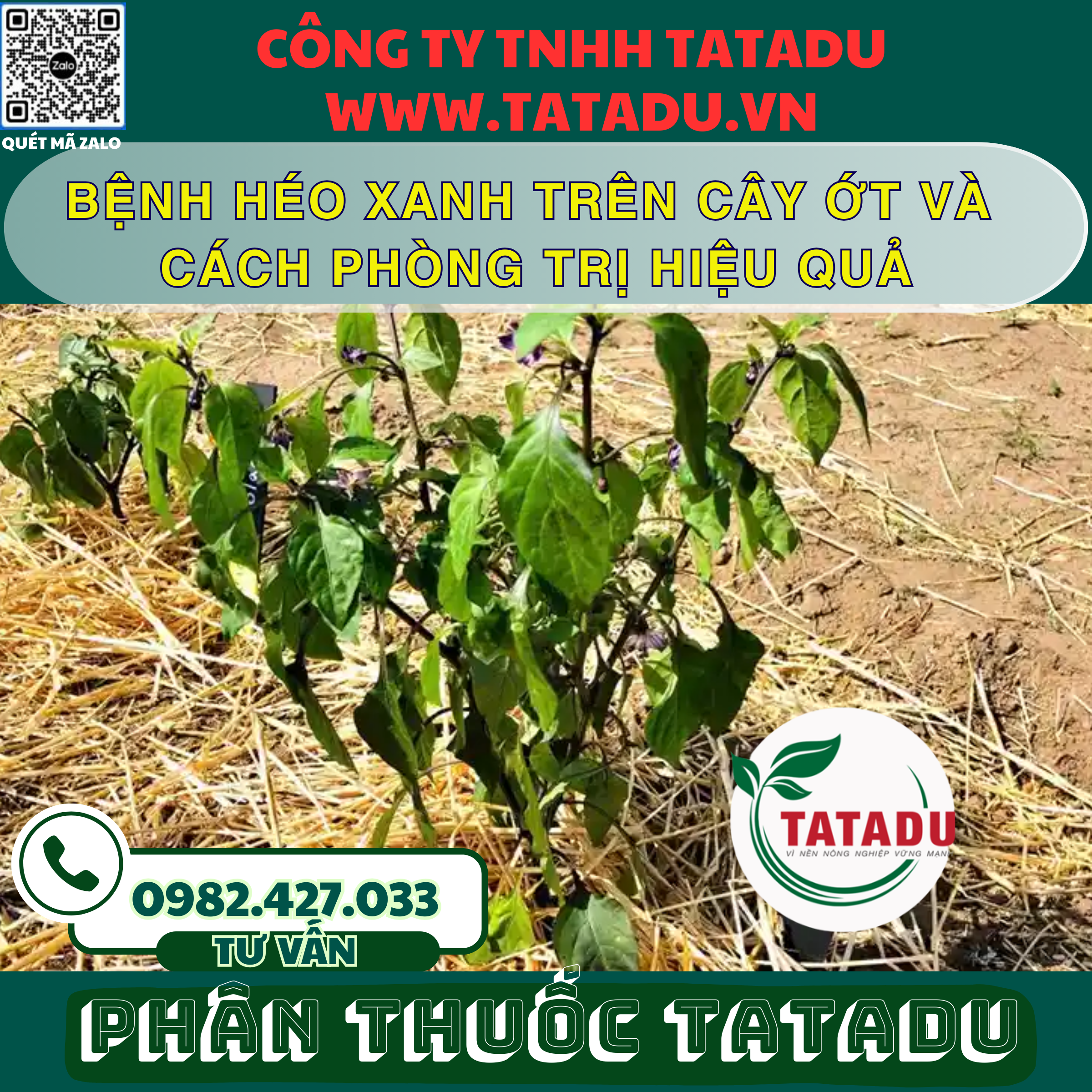 BENH HEO XANH TREN CAY OT VA CACH PHONG TRI HIEU QUA
