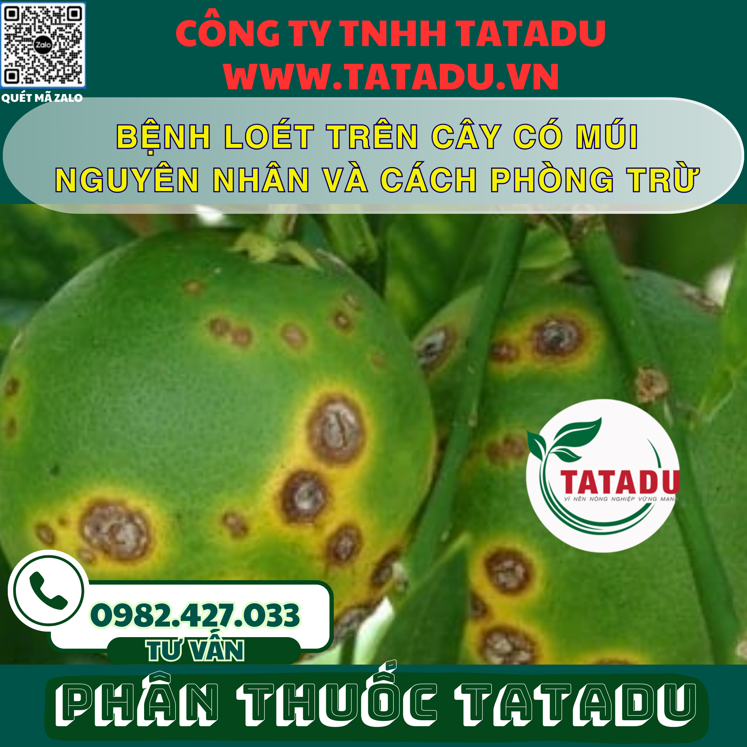 BENH LOET TREN CAY CO MUI NGUYEN NHAN VA CACH PHONG TRU