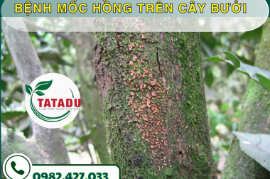 BỆNH MỐC HỒNG TRÊN CÂY BƯỞI