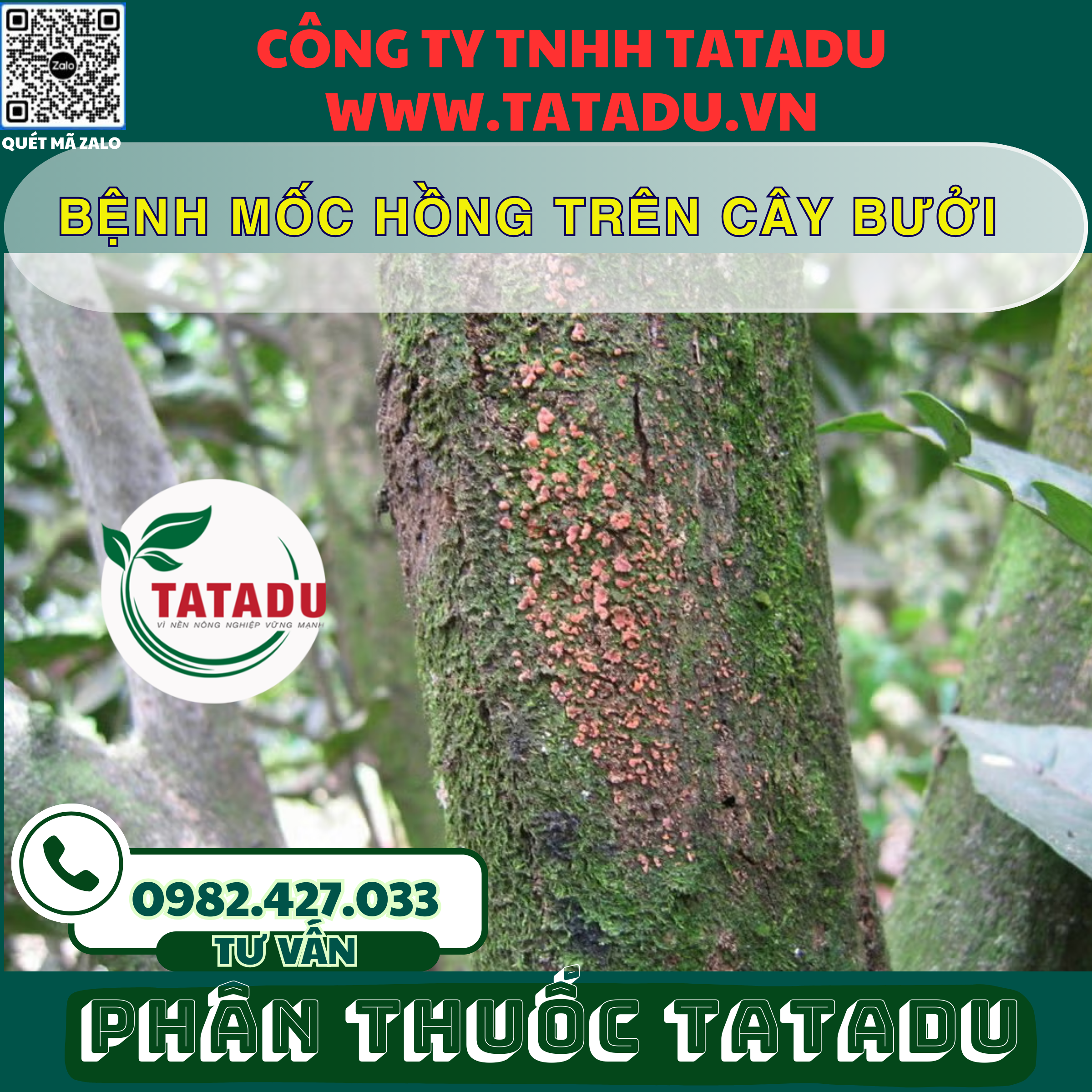 BENH MOC HONG TREN CAY BUOI
