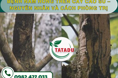 BỆNH NẤM HỒNG TRÊN CÂY CAO SU – NGUYÊN NHÂN VÀ CÁCH PHÒNG TRỊ