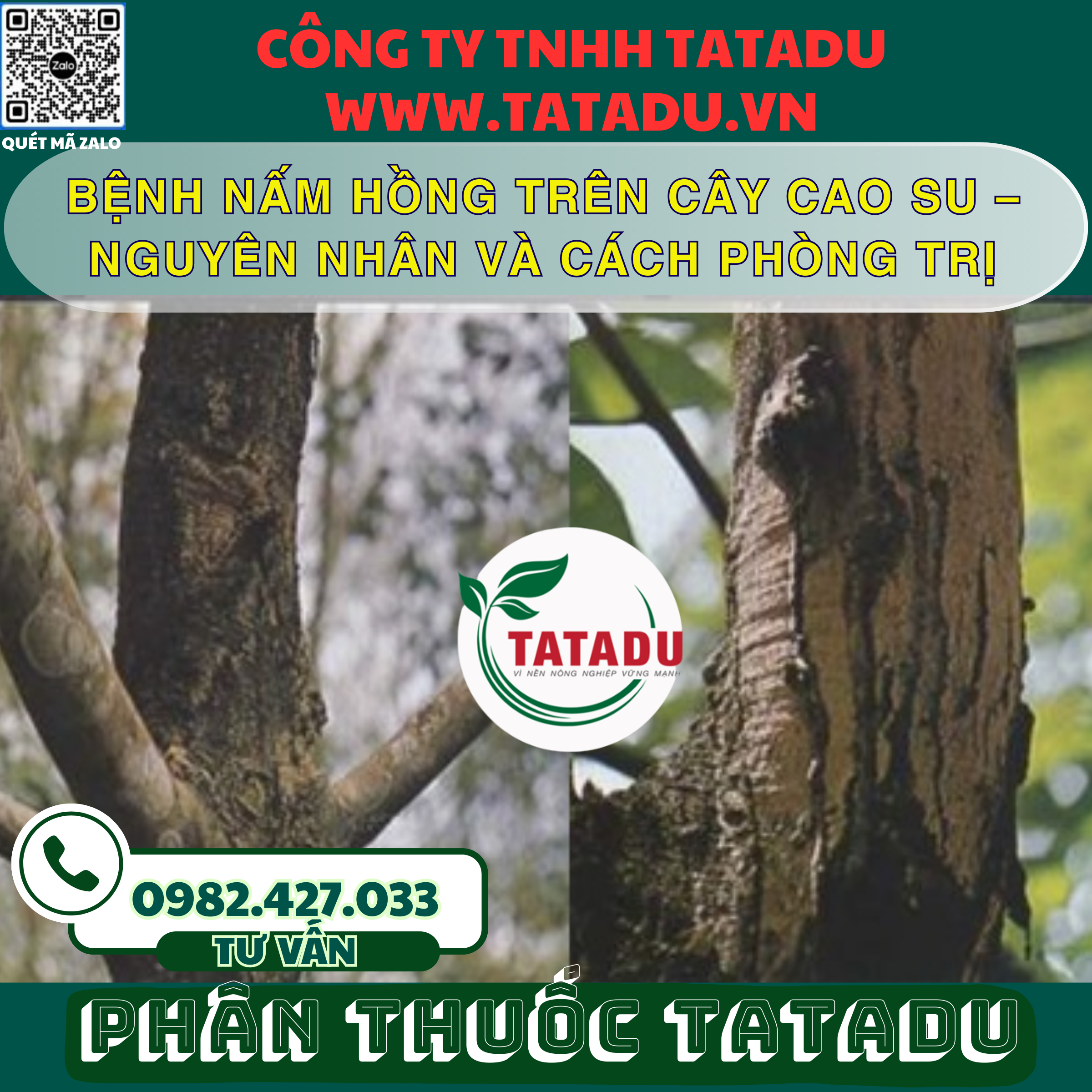 BENH NAM HONG TREN CAY CAO SU – NGUYEN NHAN VA CACH PHONG TRI