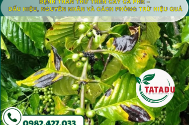 BỆNH THÁN THƯ TRÊN CÂY CÀ PHÊ – DẤU HIỆU, NGUYÊN NHÂN VÀ CÁCH PHÒNG TRỪ HIỆU QUẢ