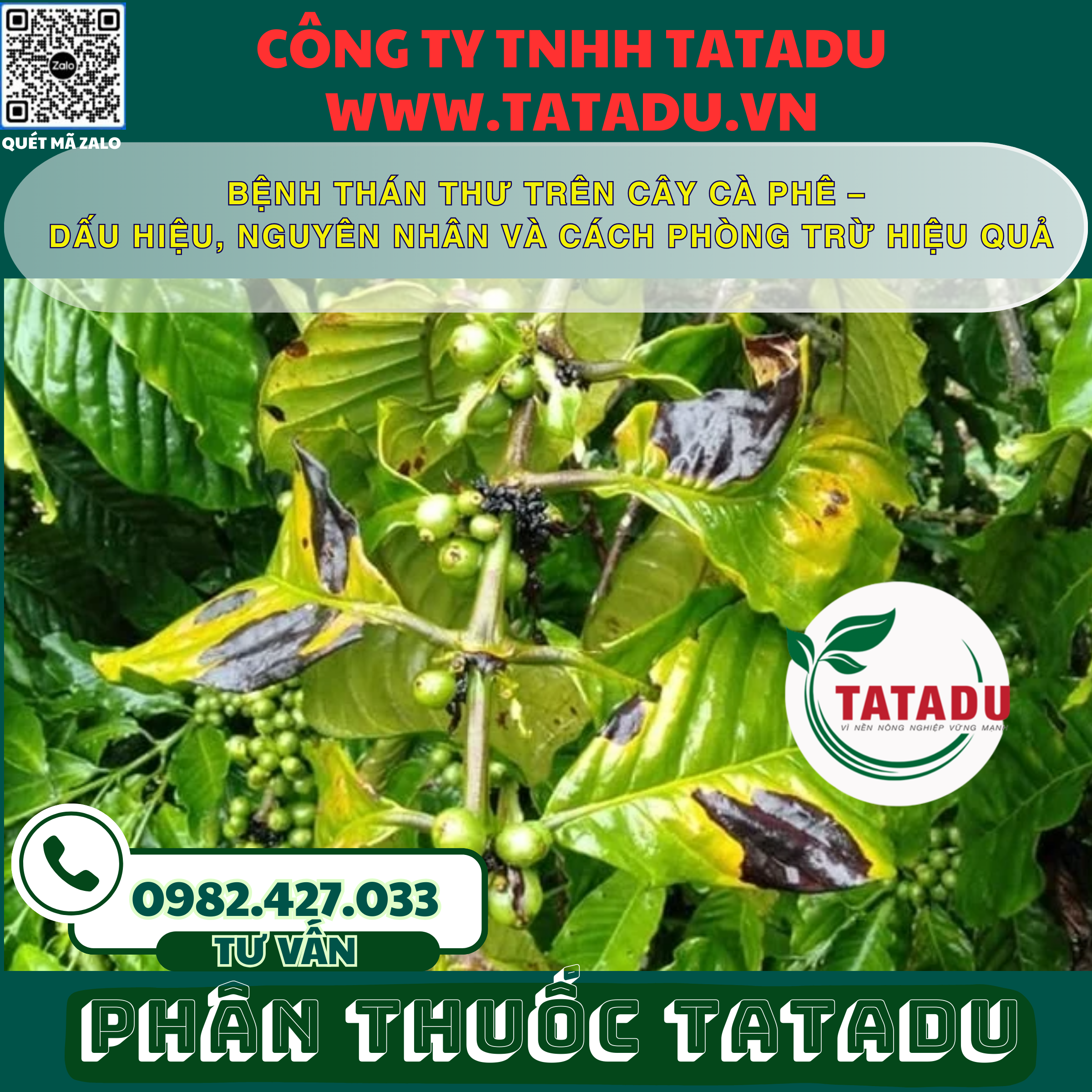 BENH THAN THU TREN CAY CA PHE – DAU HIEU NGUYEN NHAN VA CACH PHONG TRU HIEU QUA