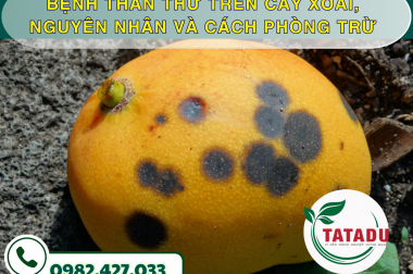 BỆNH THÁN THƯ TRÊN CÂY XOÀI, NGUYÊN NHÂN VÀ CÁCH PHÒNG TRỪ