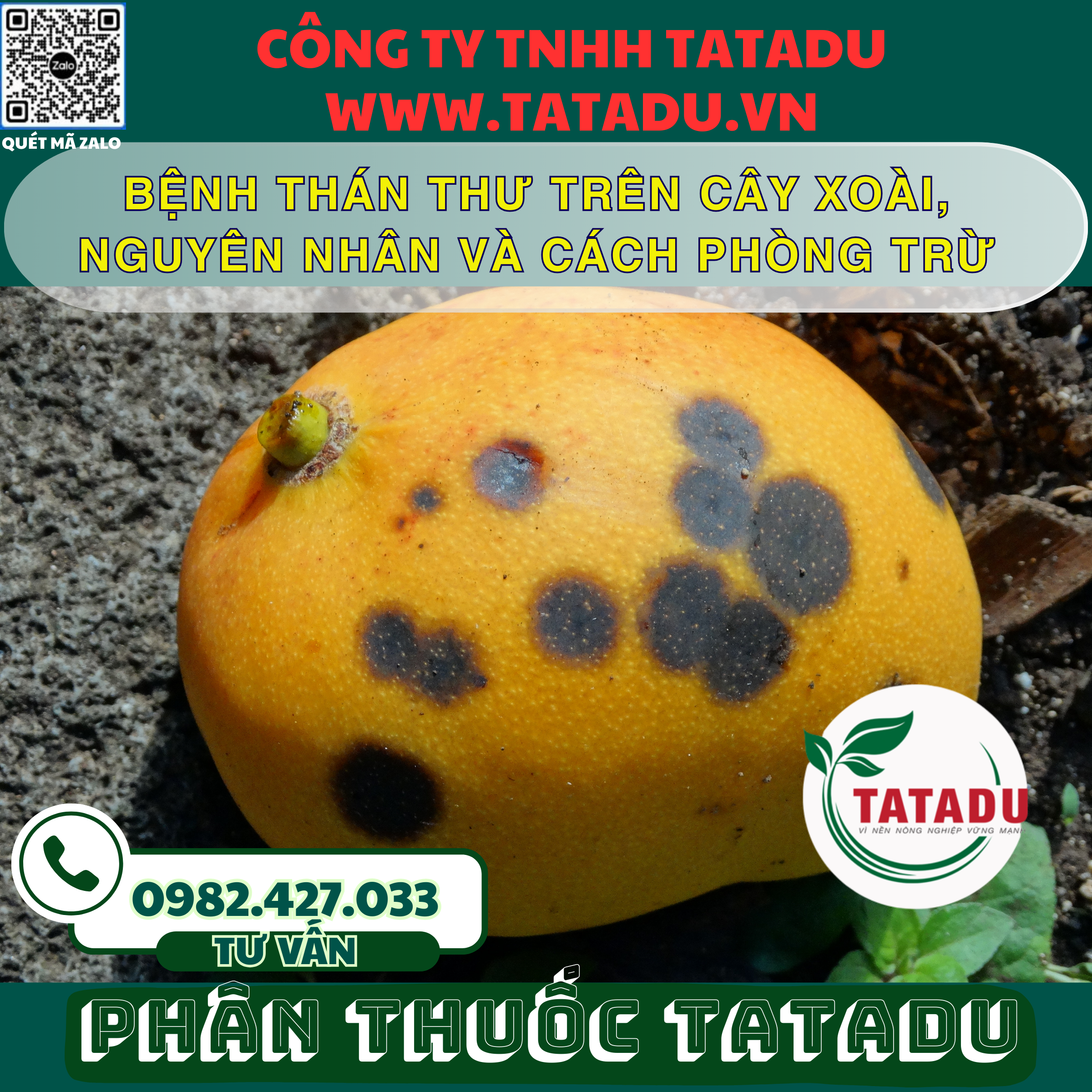 BENH THAN THU TREN CAY XOAI NGUYEN NHAN VA CACH PHONG TRU