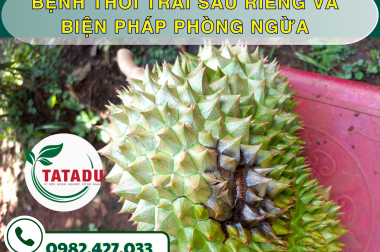 BỆNH THỐI TRÁI SẦU RIÊNG VÀ BIỆN PHÁP PHÒNG NGỪA – CÔNG TY TNHH TATADU