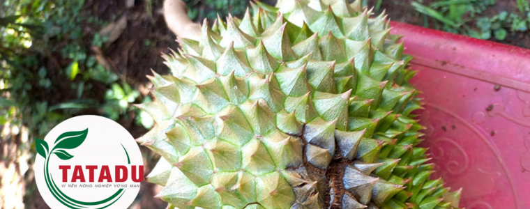BENH THOI TRAI SAU RIENG VA BIEN PHAP PHONG NGUA