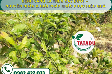 BỆNH VÀNG LÁ TRÊN CÂY BƯỞI – NGUYÊN NHÂN & GIẢI PHÁP KHẮC PHỤC HIỆU QUẢ