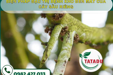 BIỆN PHÁP ĐẶC TRỊ BỆNH KHÔ ĐEN MẮT CUA CÂY SẦU RIÊNG