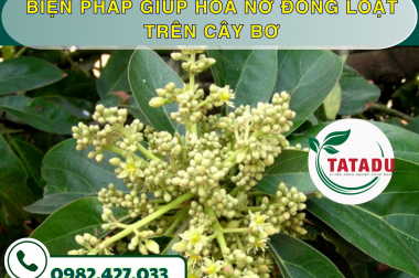 BIỆN PHÁP GIÚP HOA NỞ ĐỒNG LOẠT TRÊN CÂY BƠ