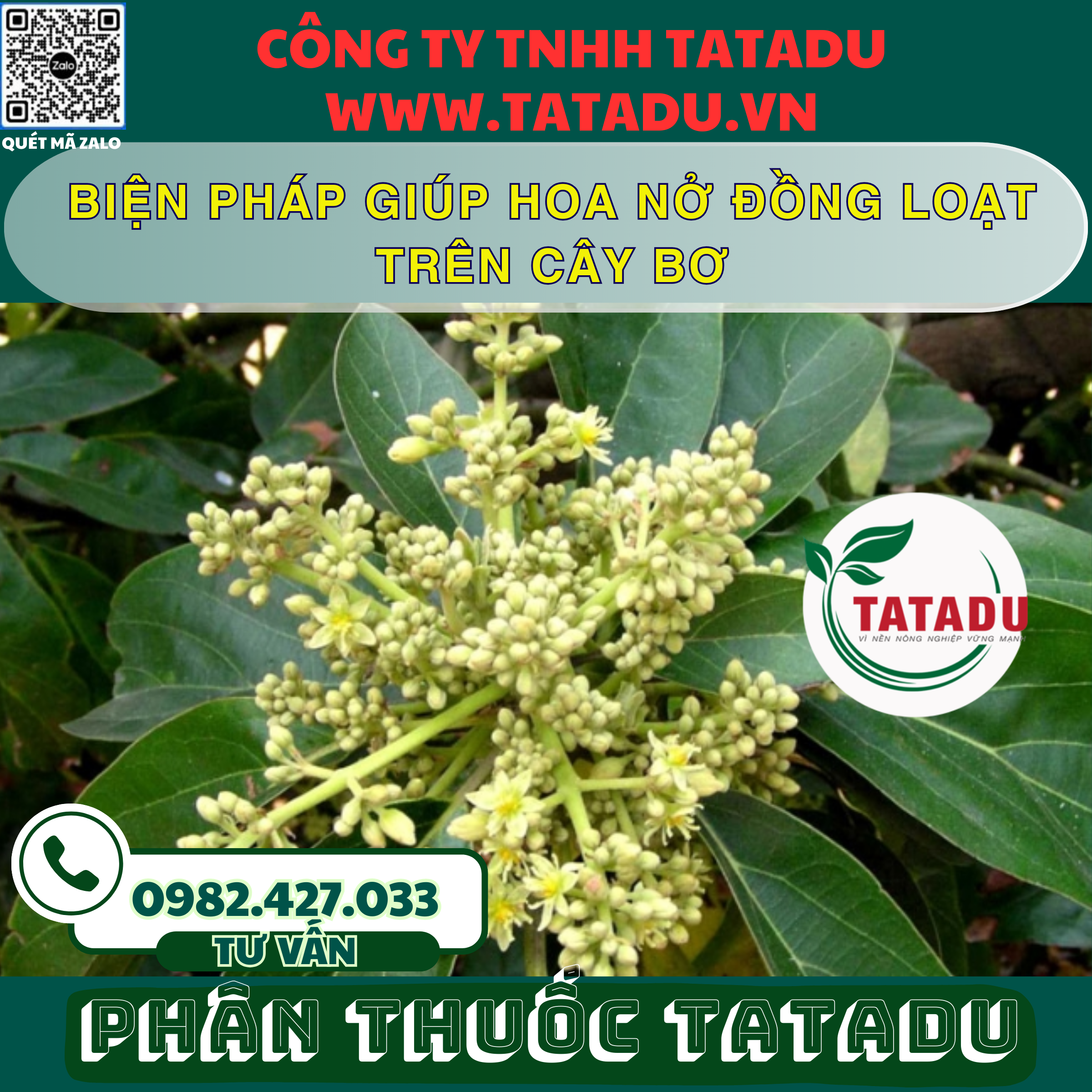 BIEN PHAP GIUP HOA NO DONG LOAT TREN CAY BO