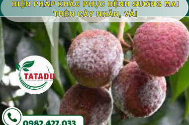 BIỆN PHÁP KHẮC PHỤC BỆNH SUƠNG MAI TRÊN CÂY NHÃN, VẢI