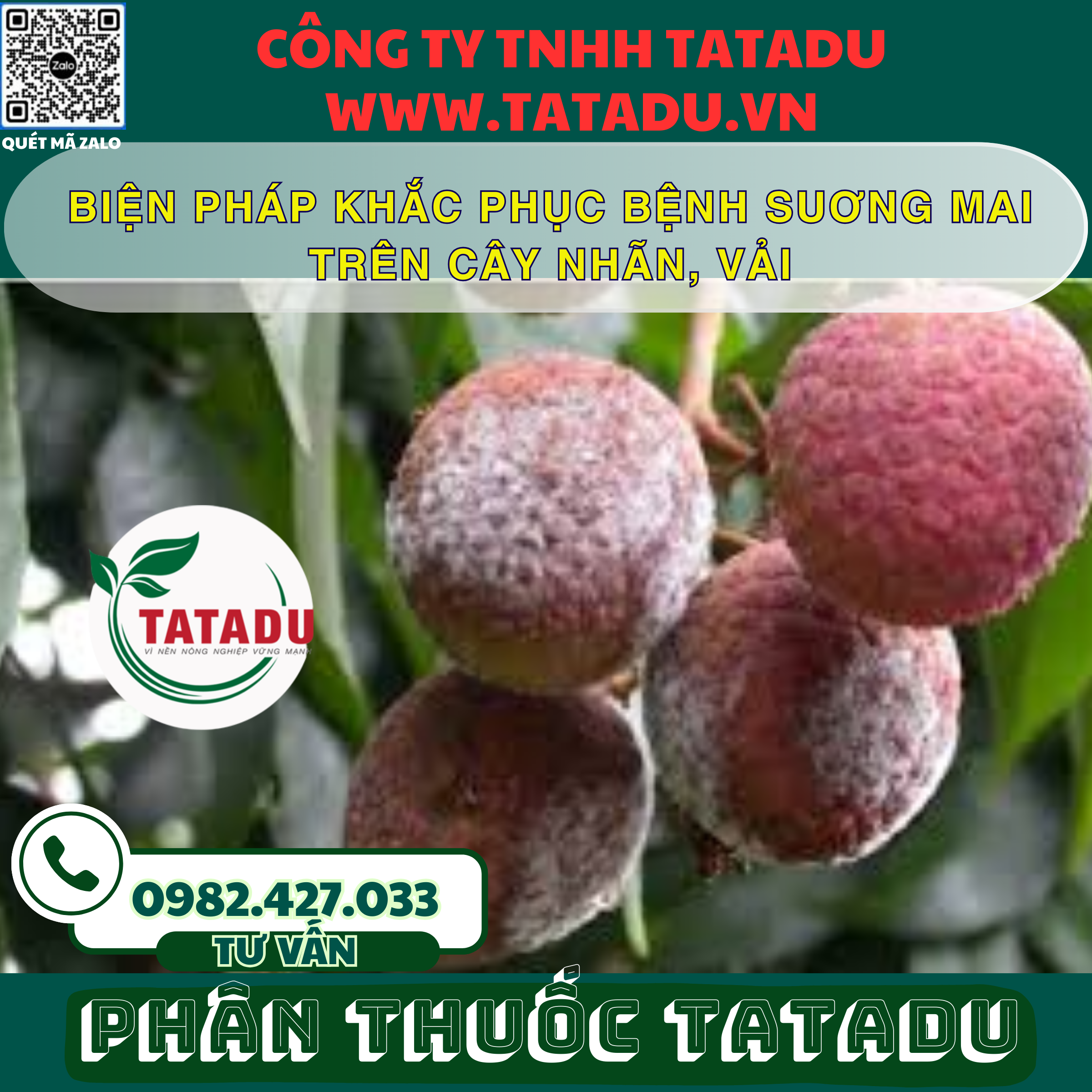 BIEN PHAP KHAC PHUC BENH SUONG MAI TREN CAY NHAN VAI