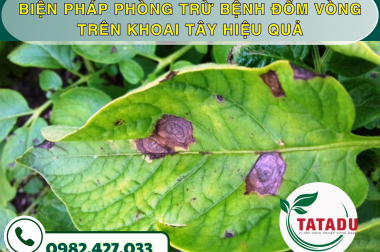BIỆN PHÁP PHÒNG TRỪ BỆNH ĐỐM VÒNG TRÊN KHOAI TÂY HIỆU QUẢ