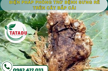BIỆN PHÁP PHÒNG TRỪ BỆNH SƯNG RỄ TRÊN CÂY BẮP CẢI – CÔNG TY TNHH TATADU