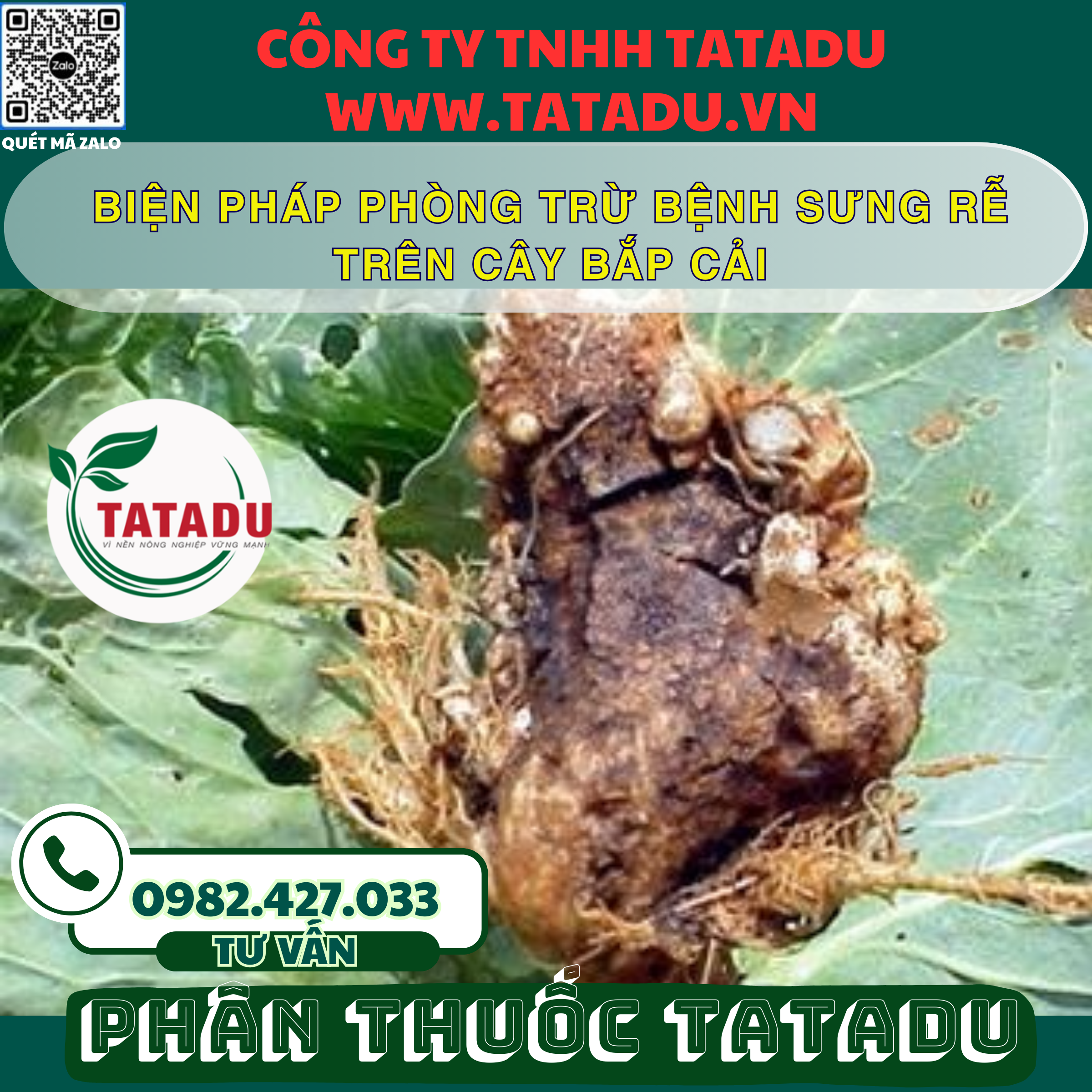 BIEN PHAP PHONG TRU BENH SUNG RE TREN CAY BAP CAI