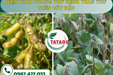 BIỆN PHÁP PHÒNG TRỪ BỆNH THÁN THƯ TRÊN CÂY ĐẬU – CÔNG TY TNHH TATADU