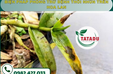 BIỆN PHÁP PHÒNG TRỪ BỆNH THỐI NHŨN TRÊN HOA LAN