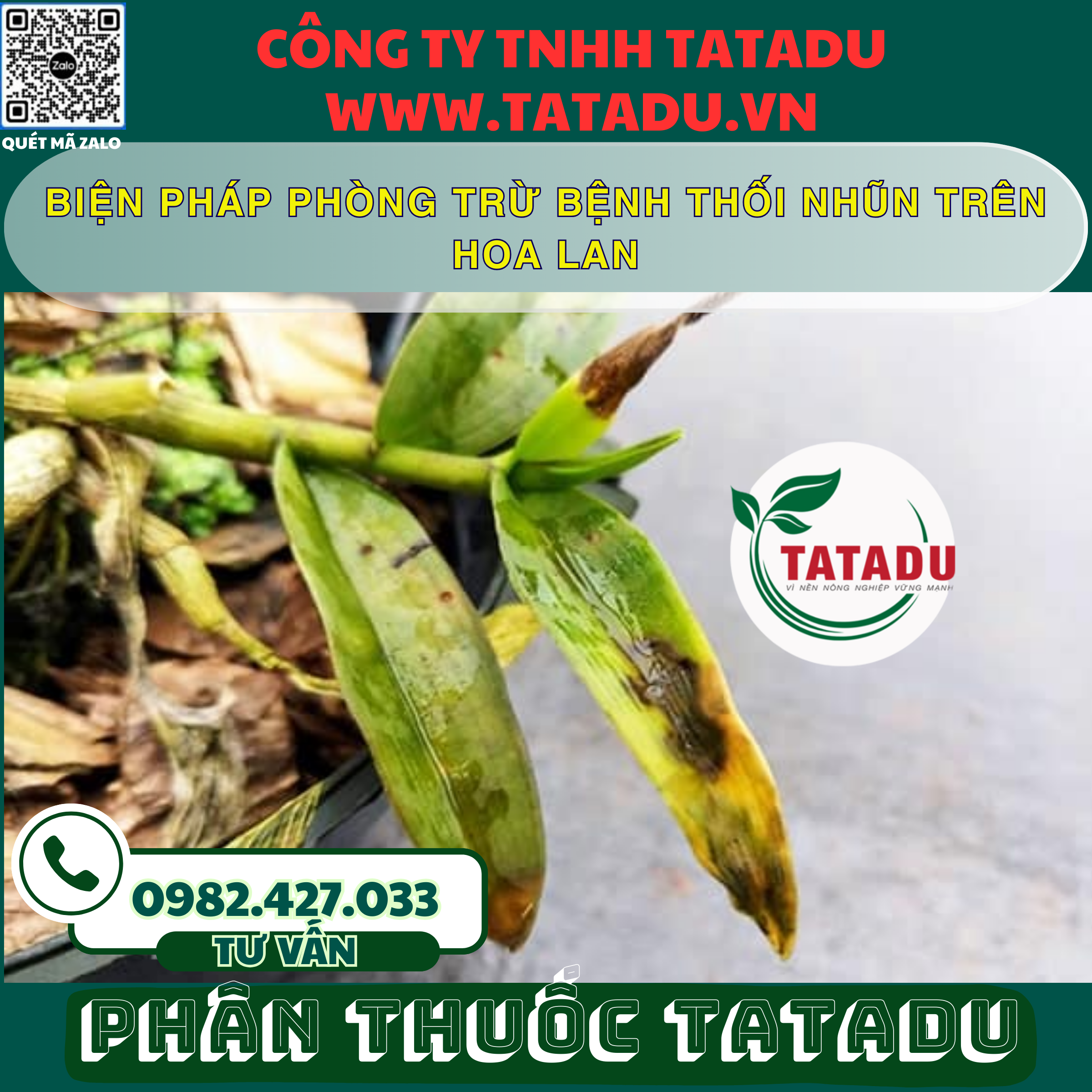 BIEN PHAP PHONG TRU BENH THOI NHUN TREN HOA LAN
