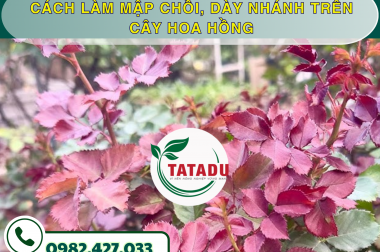 CÁCH LÀM MẬP CHỒI, DÀY NHÁNH TRÊN CÂY HOA HỒNG
