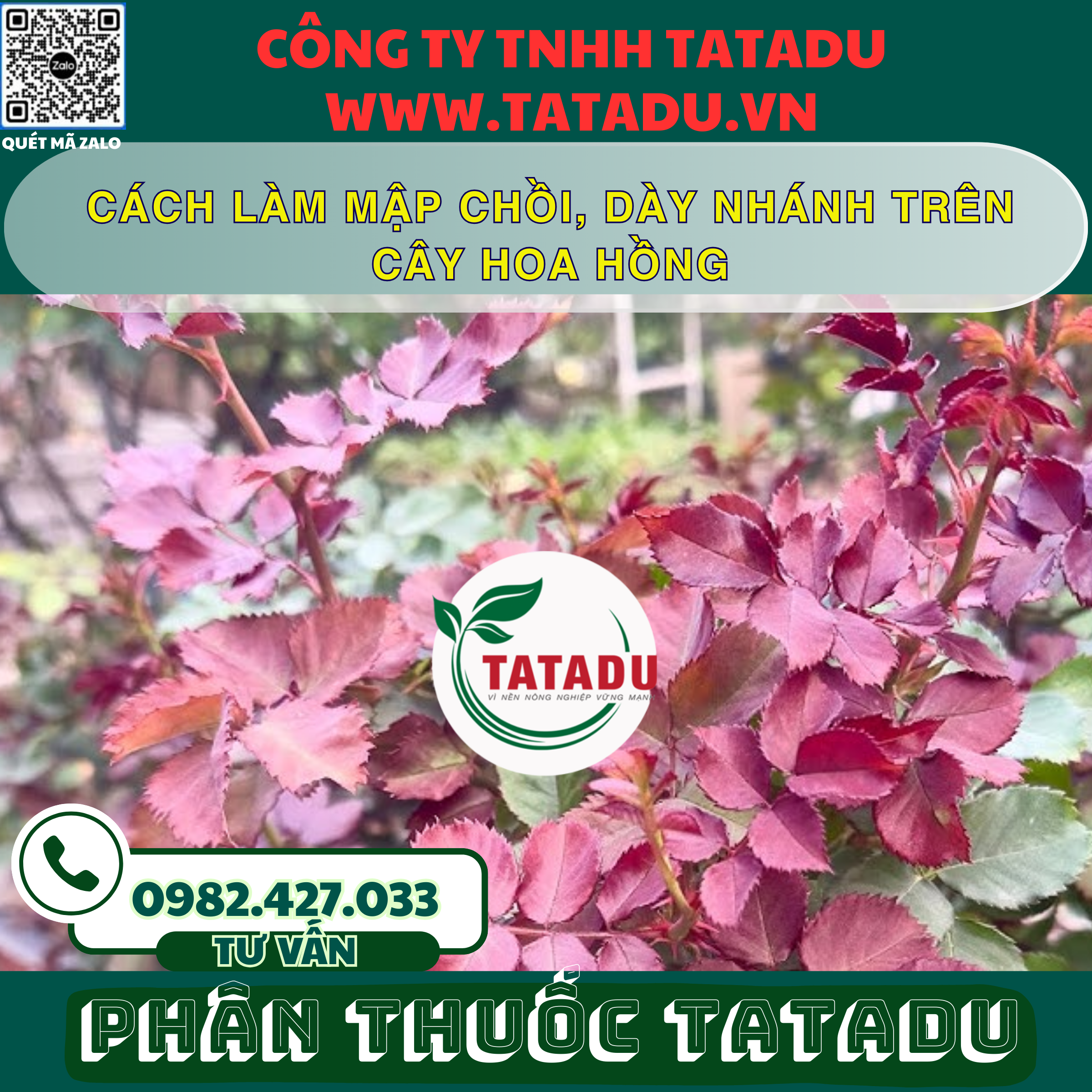 CACH LAM MAP CHOI DAY NHANH TREN CAY HOA HONG