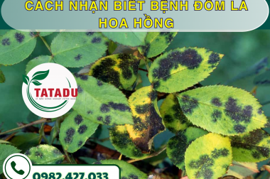 CÁCH NHẬN BIẾT BỆNH ĐỐM LÁ HOA HỒNG