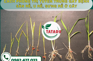 CÁCH PHÒNG TRỊ TUYẾN TRÙNG GÂY BỆNH SẦN RỄ, U RỄ, SƯNG RỄ Ở CÂY