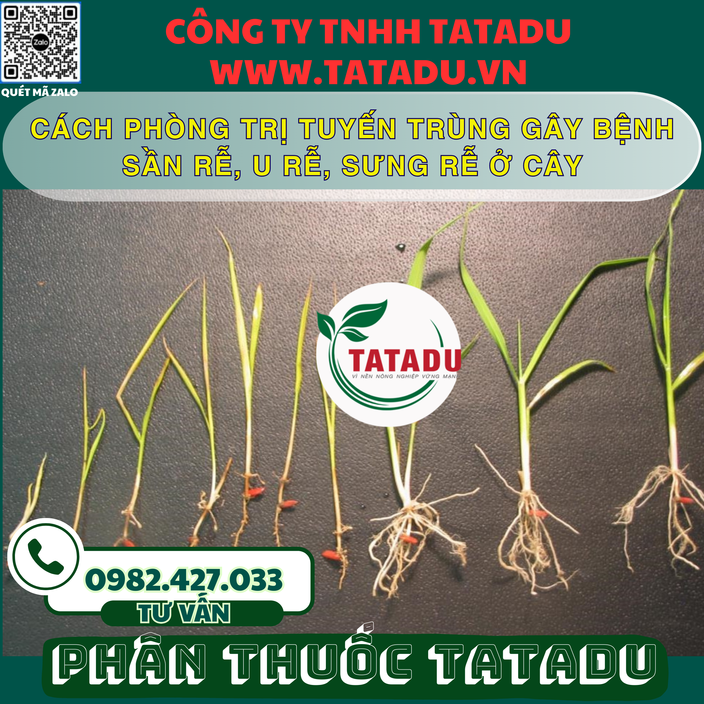 CACH PHONG TRI TUYEN TRUNG GAY BENH SAN RE U RE SUNG RE O CAY