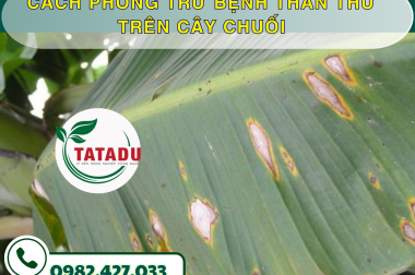 CÁCH PHÒNG TRỪ BỆNH THÁN THƯ TRÊN CÂY CHUỐI