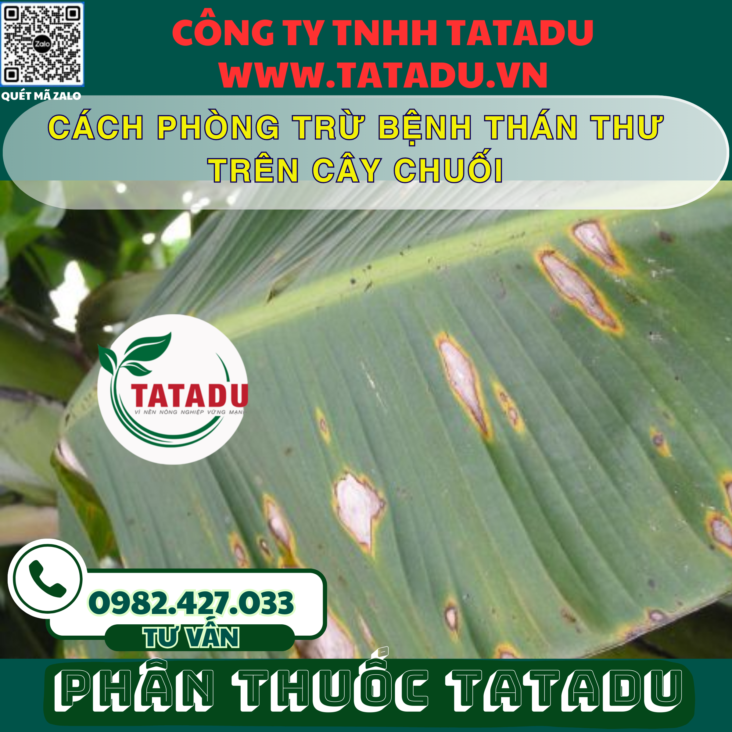 CACH PHONG TRU BENH THAN THU TREN CAY CHUOI
