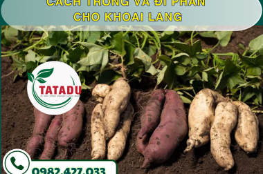 CÁCH TRỒNG VÀ ĐI PHÂN CHO KHOAI LANG