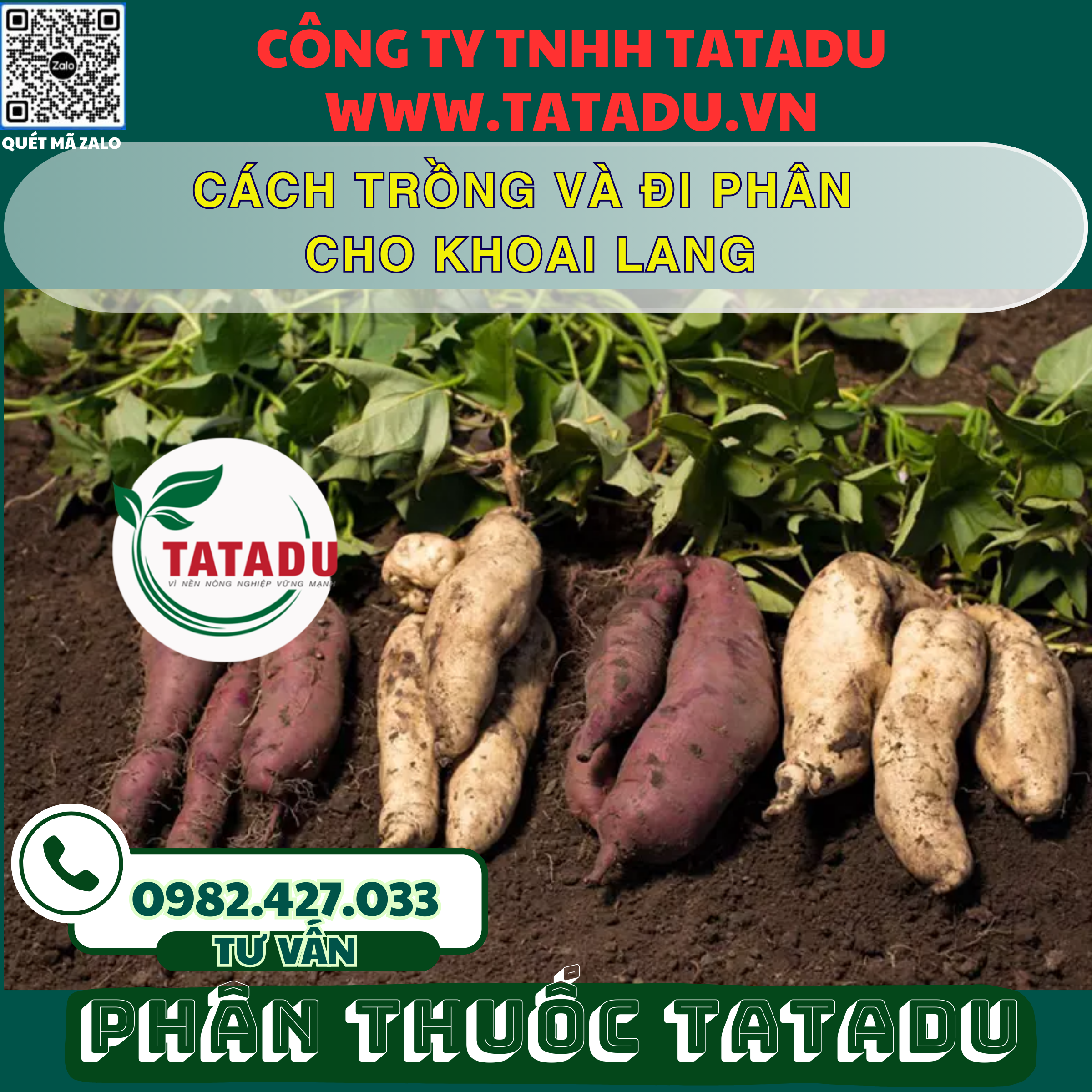 CACH TRONG VA DI PHAN CHO KHOAI LANG