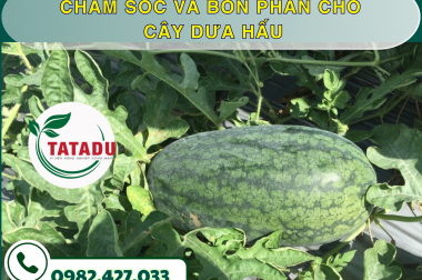 CHĂM SÓC VÀ BÓN PHÂN CHO CÂY DƯA HẤU