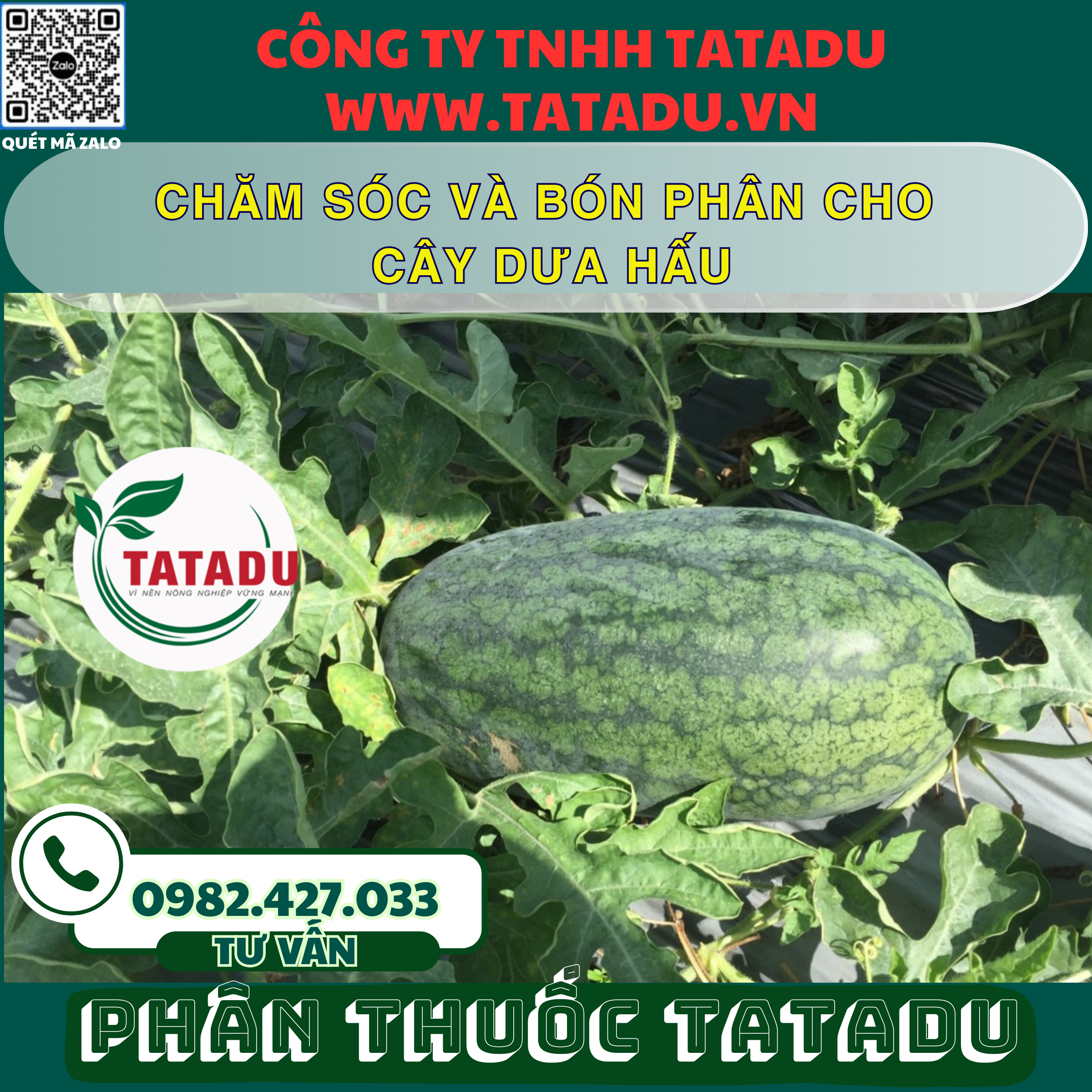 CHAM SOC VA BON PHAN CHO CAY DUA HAU