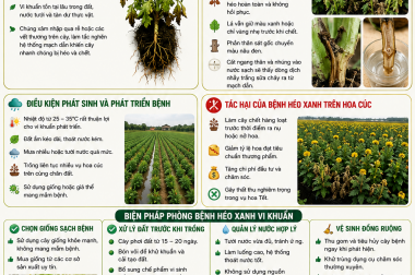 BỆNH HÉO XANH VI KHUẨN TRÊN HOA CÚC VỤ TẾT VÀ BIỆN PHÁP PHÒNG TRỊ
