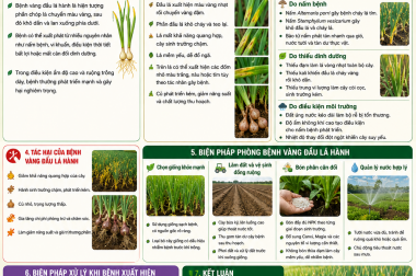 BỆNH VÀNG ĐẦU LÁ HÀNH VÀ BIỆN PHÁP PHÒNG TRỊ