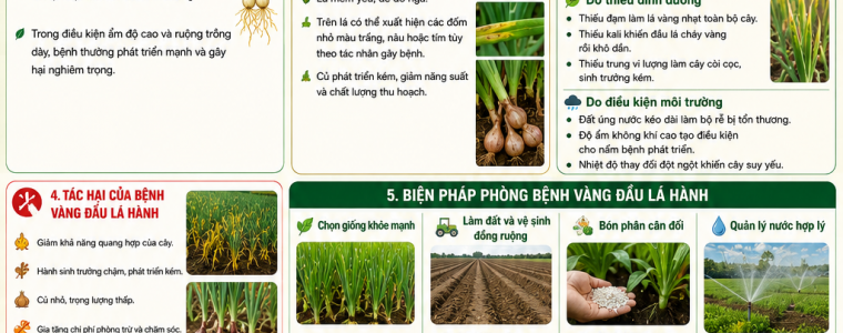 BỆNH VÀNG ĐẦU LÁ HÀNH VÀ BIỆN PHÁP PHÒNG TRỊ